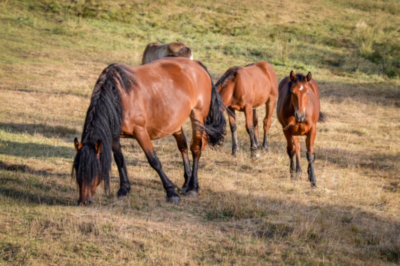 A group of Auvergne horse eating grass