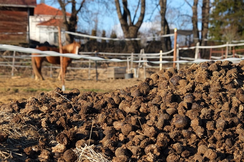 How Often Should a Horse Poop? Equine Digestive Process Explained