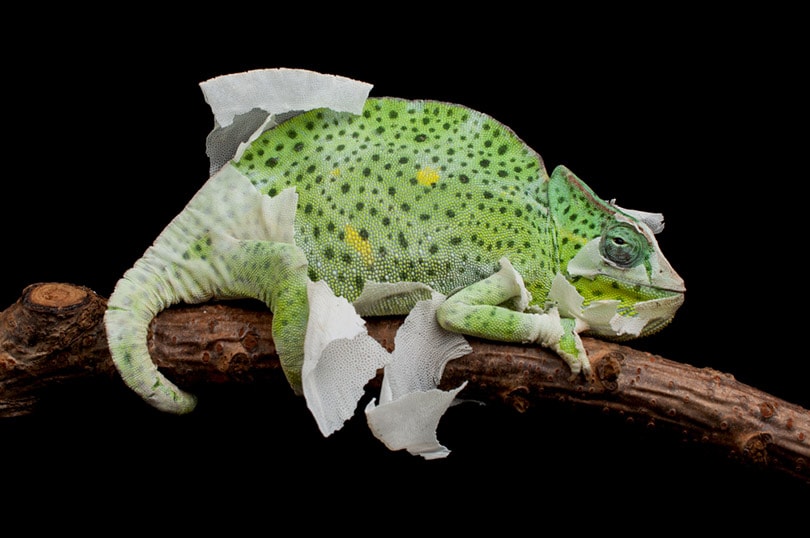 A shedding female Giant Usambara three-horned chameleon