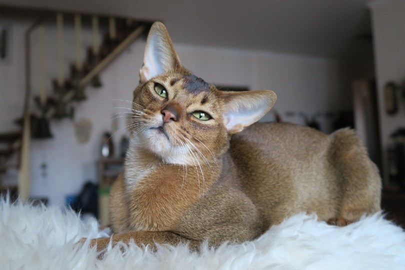 Abyssinian cat lying on a white carpet