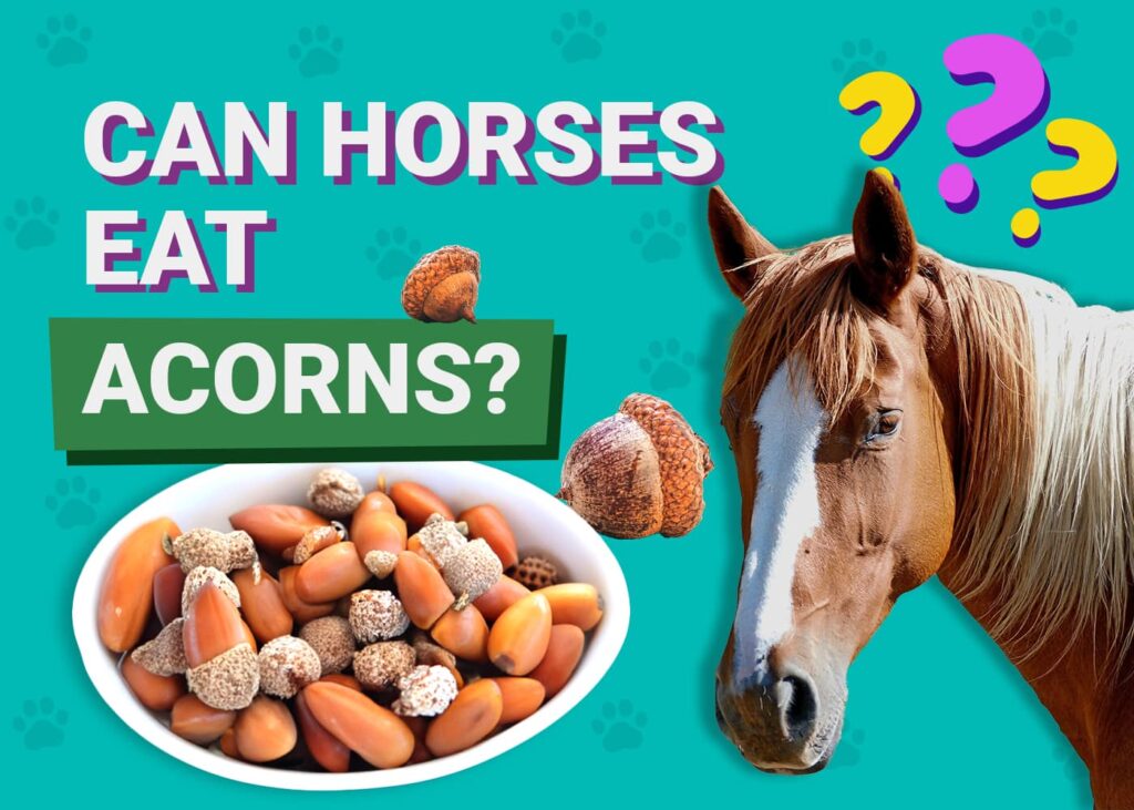 Can horses eat Acorn