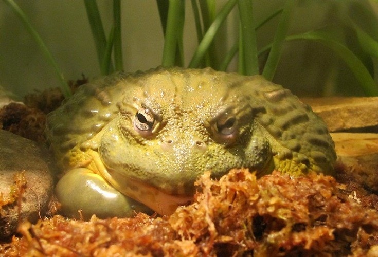 What Do African Bullfrogs Eat in the Wild & as Pets? Diet & Health