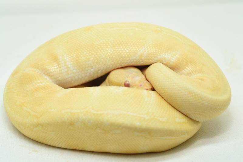Spinner Ball Python Morph: Info, Pictures & Care Guide | PangoVet