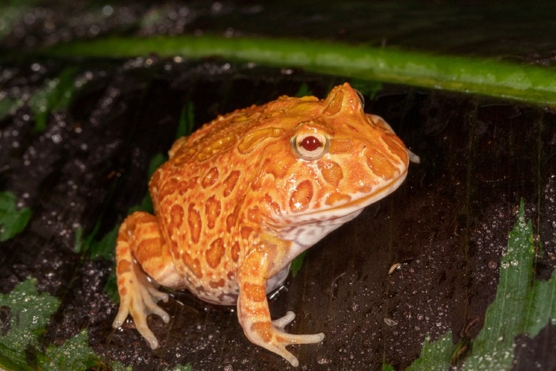 pacman frog morphs