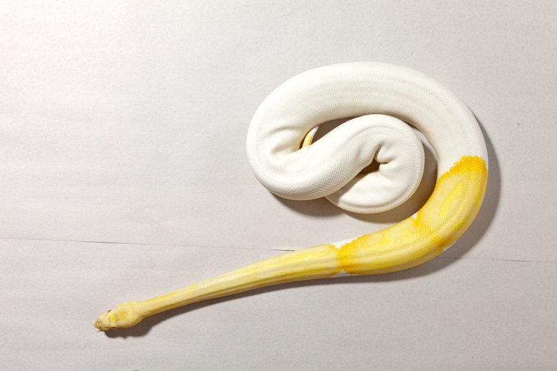 50 Types of Ball Python Morphs & Colors: Info & Facts (With Pictures ...