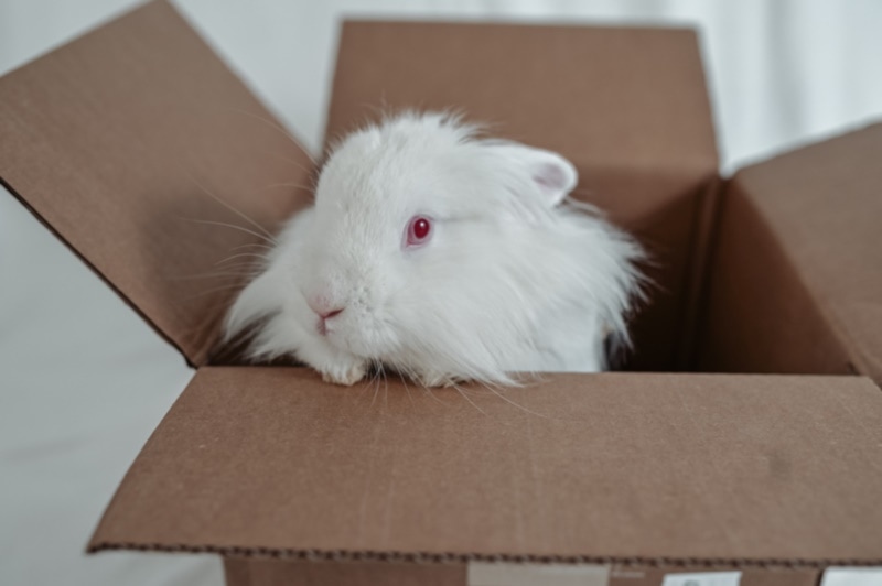 Albino rabbit sitting inside a box