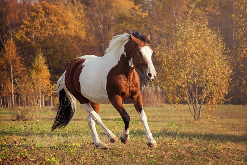 American Paint Horse Running