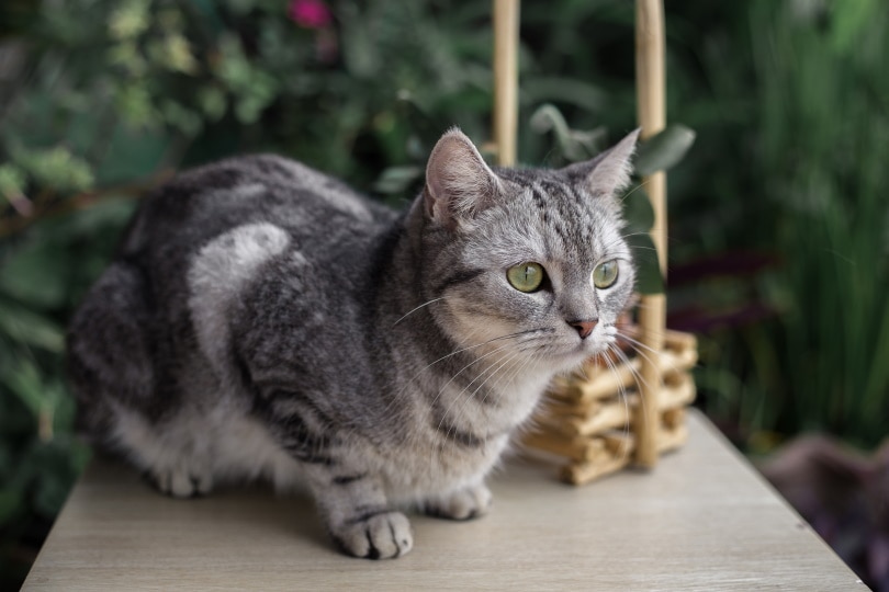 american shorthair cat lying on a table outdoor