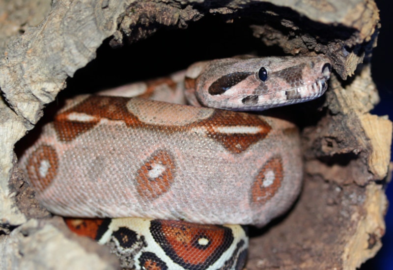 Anerythristic Rosy Boa inside a hollow tree trunk