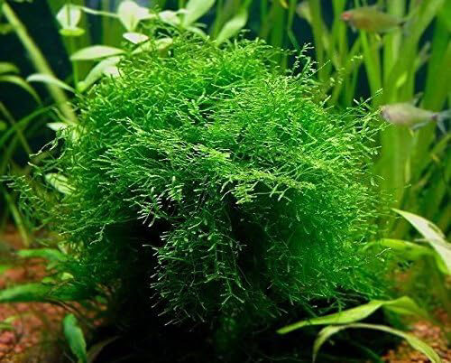 Aquarium Plants Discounts Java Moss