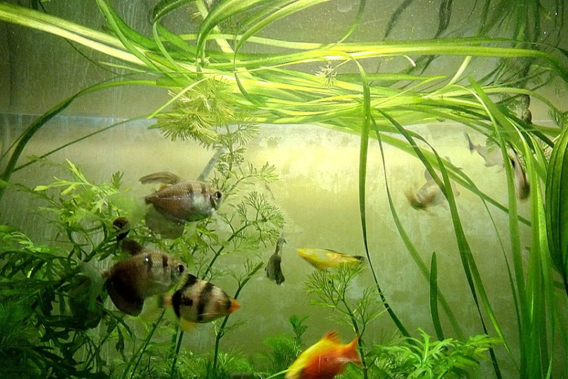 Aquarium with Vallisneria