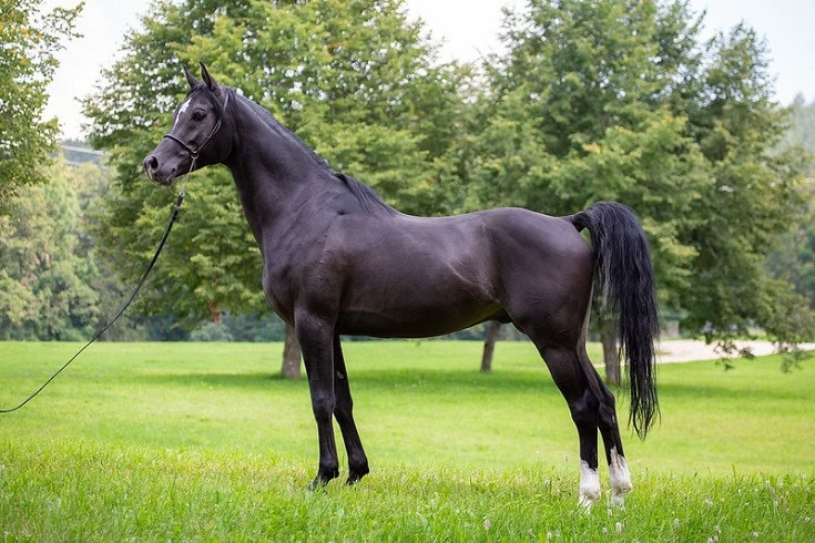 How Much Does an Arabian Horse Cost? 2025 Price Guide | PangoVet