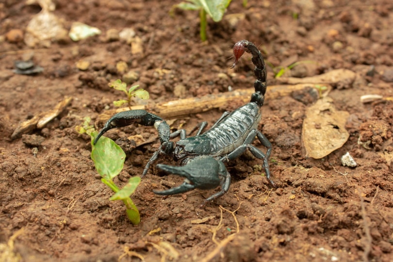 Asian forerst scorpion