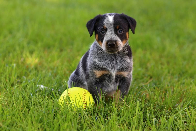 10 Best Toys for Blue Heelers in 2024 Reviews & Top Picks PangoVet