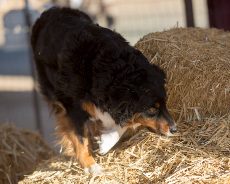Australian Shepherd dog checking out the straw searching for a rat in a tube