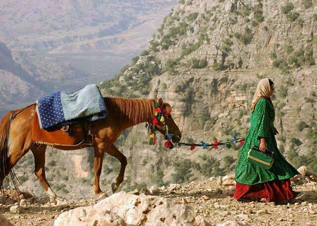 Bakhtiari horse