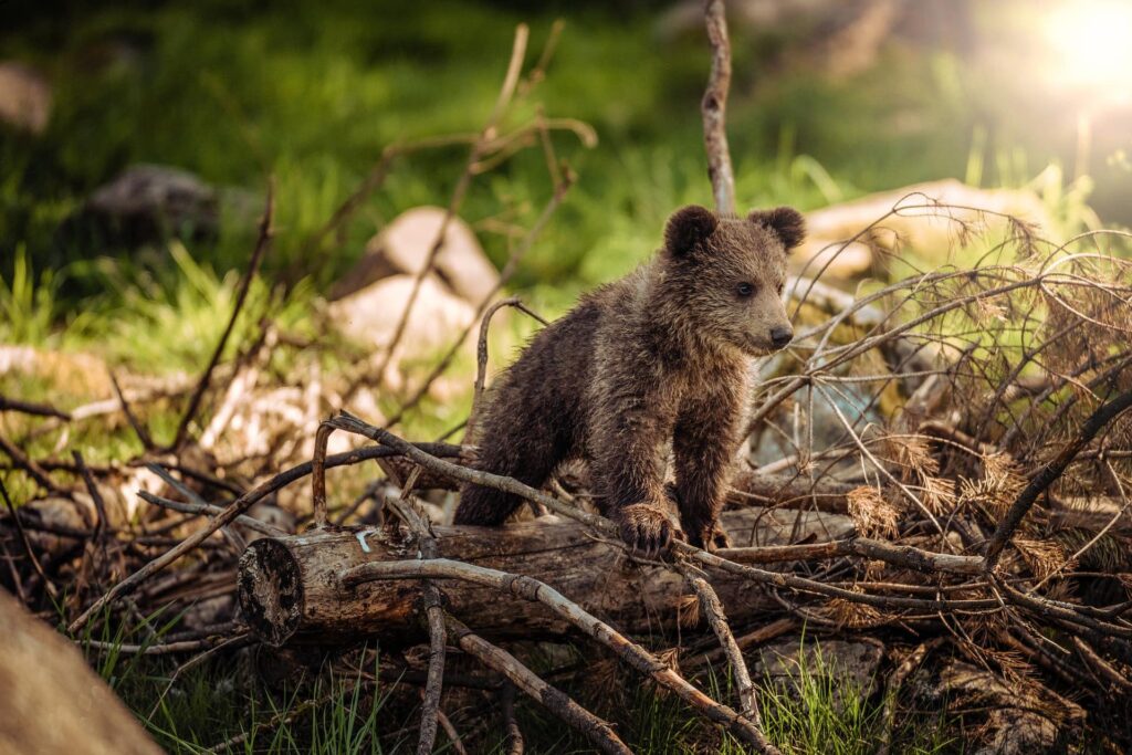 Bear on the woods_Pixabay