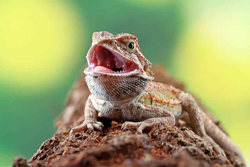 Do Bearded Dragons Have Teeth? Interesting Facts & Care Tips | PangoVet