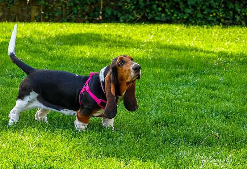 Beautiful female basset hound dog wearing a pink harness