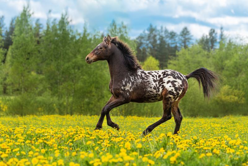 Beautiful knabstrupper breed horse running