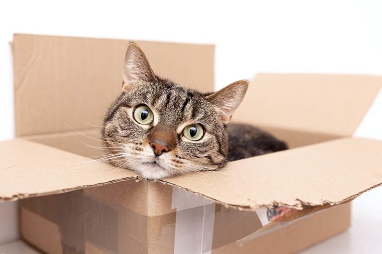 Why Do Cats Like Cardboard So Much? 7 Main Reasons PangoVet