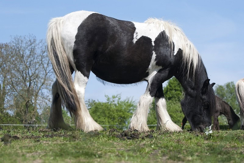 18 European Horse Breeds (With Info & Pictures) | PangoVet