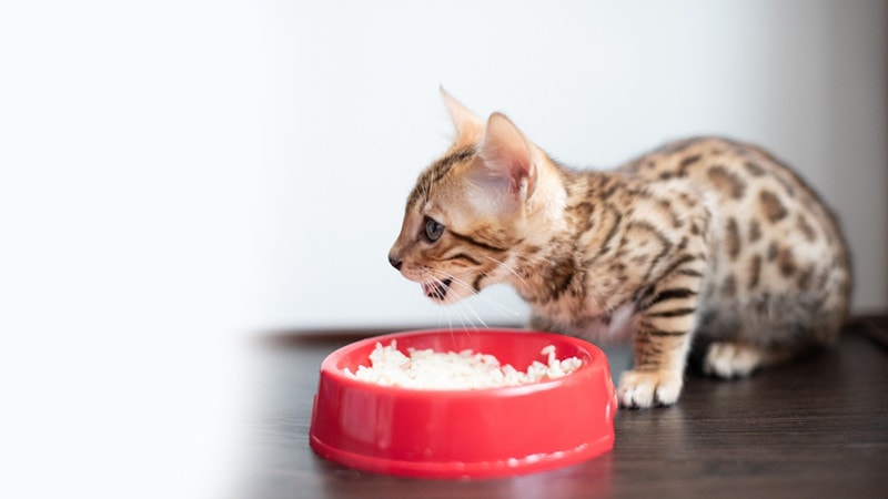 Bengal breed kitten eating rice