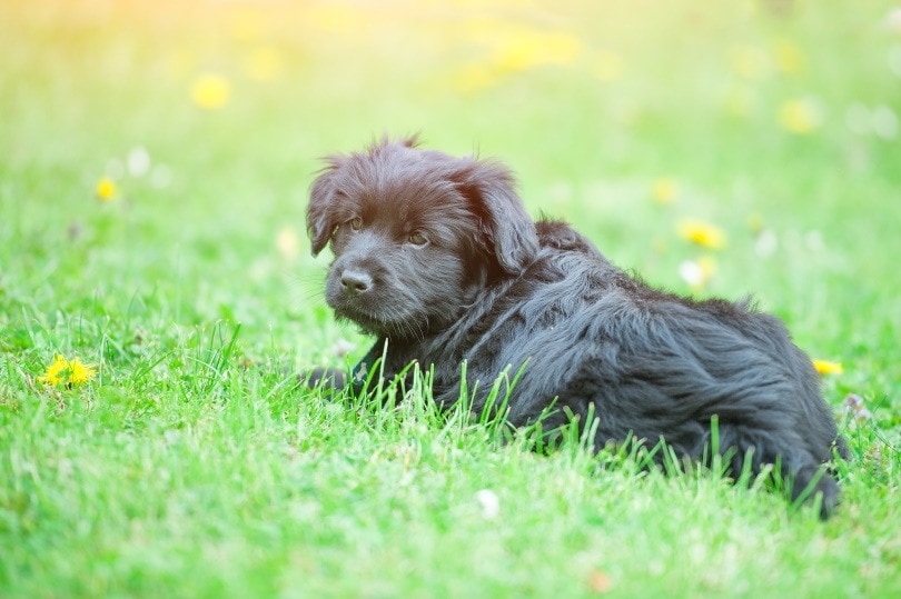 Bergamasco puppy_michelangeloop_Shutterstock