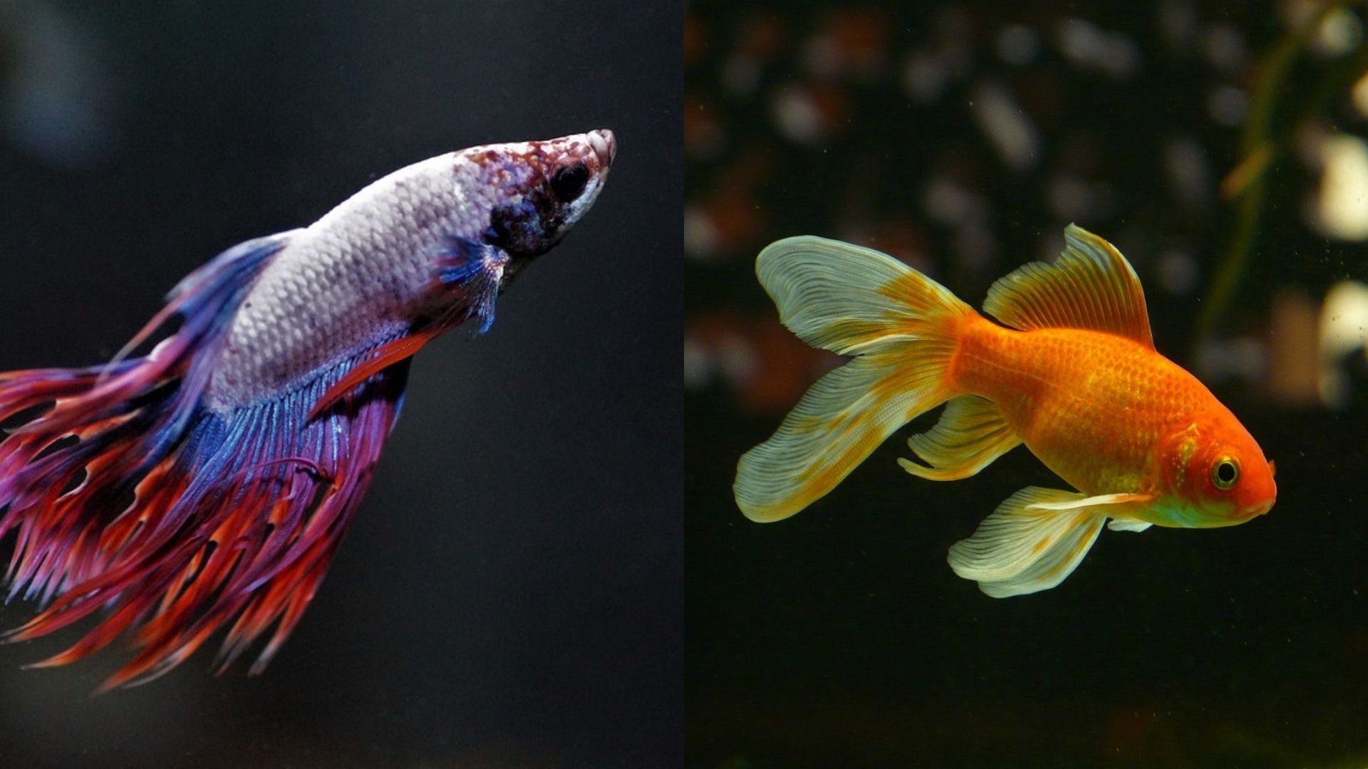 Can Betta Fish & Goldfish Live Together? Aquarium Health Explained