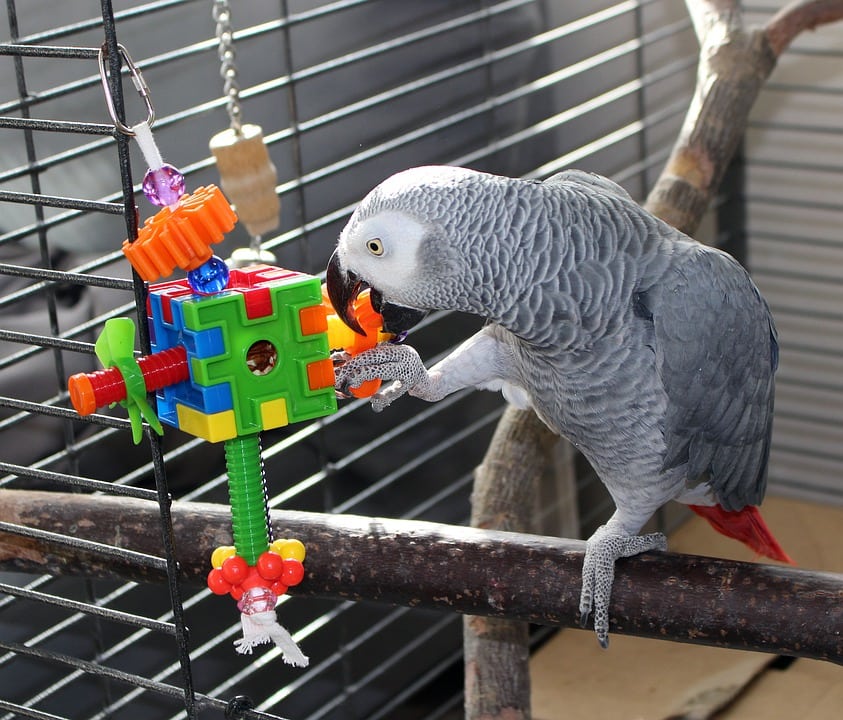 15 DIY Bird Toy Plans You Can Make Today With Pictures PangoVet