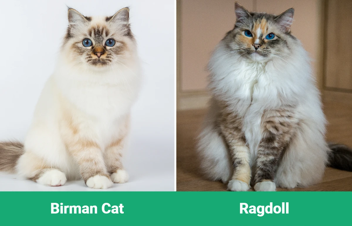 Birman Cat vs Ragdoll Key Differences (With Pictures) PangoVet
