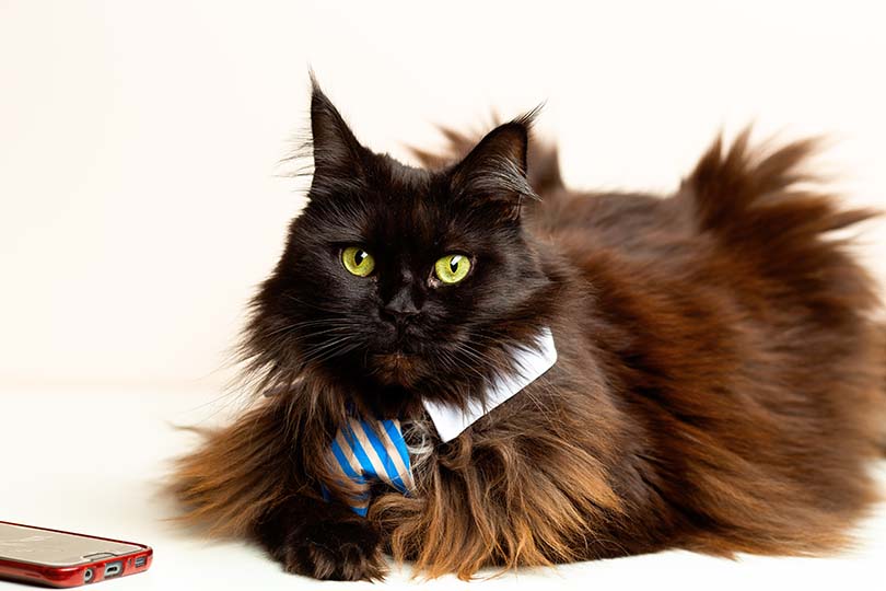 Why Is My Black Cat’s Coat Turning Brown? 6 VetReviewed Reasons PangoVet