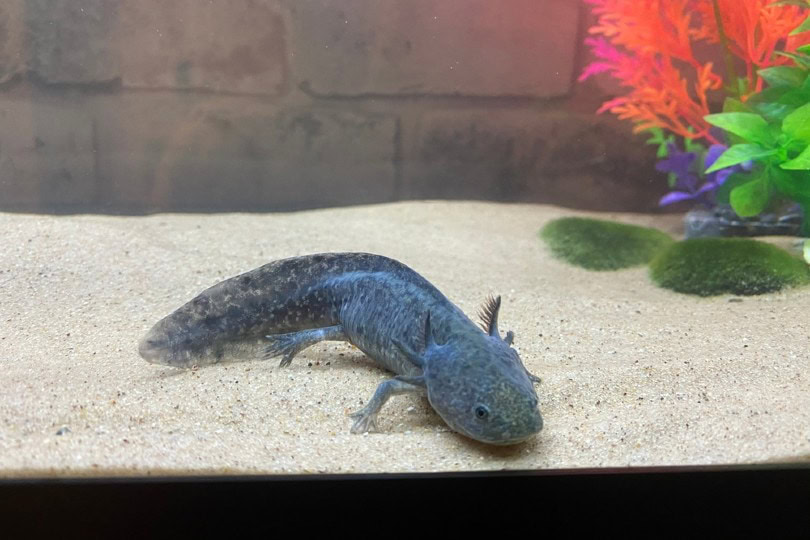 Blue Axolotl (Black Melanoid Axolotl): Pictures, Info & Care Guide ...