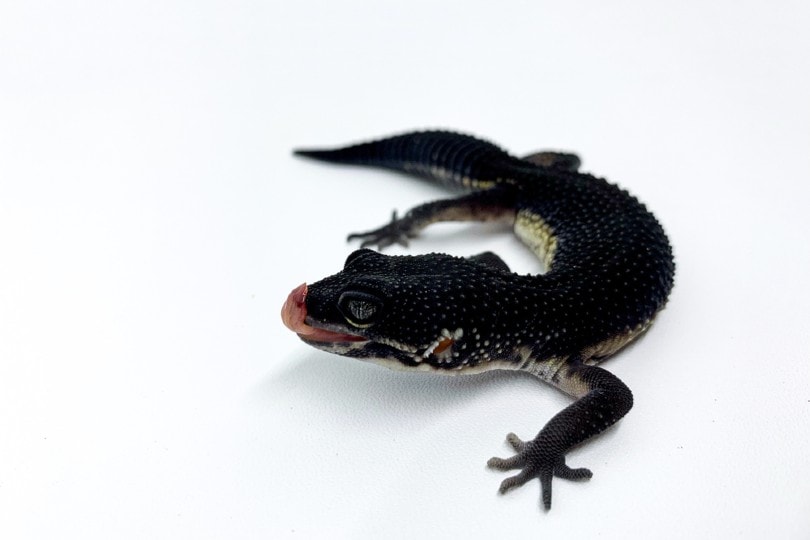 Black Night Leopard Gecko: Info & Care Guide for Beginners (With