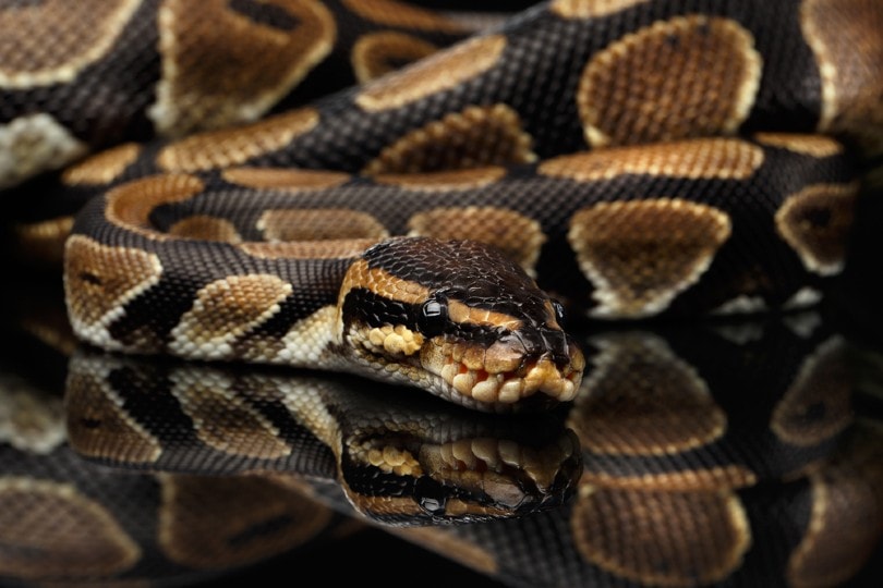 Black Pastel Ball Python Morph: Info, Appearance & Care Guide (with ...