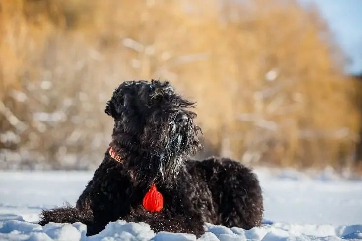 Black Russian Terrier_Shutterstock_Livanich