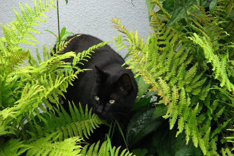 heart fern toxic to cats