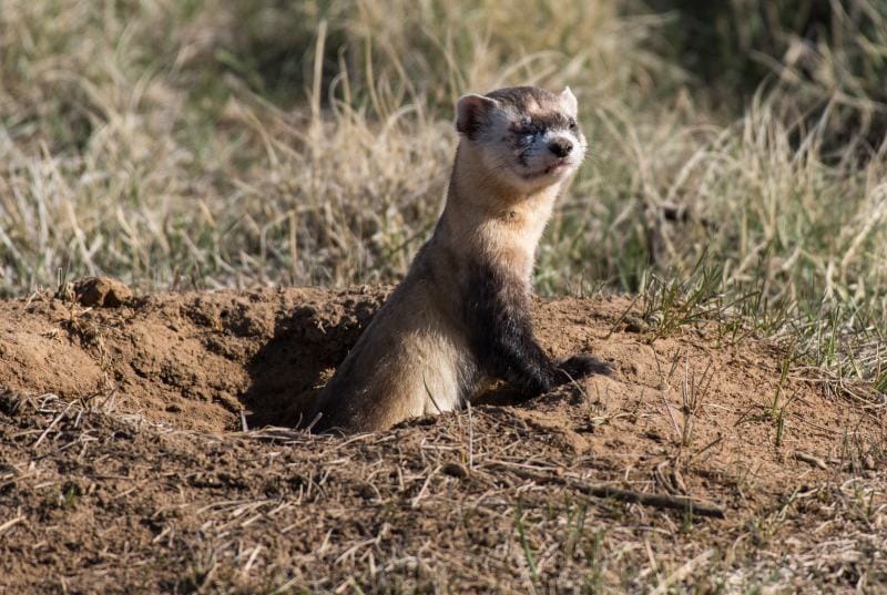 Black footed Ferret outdoors