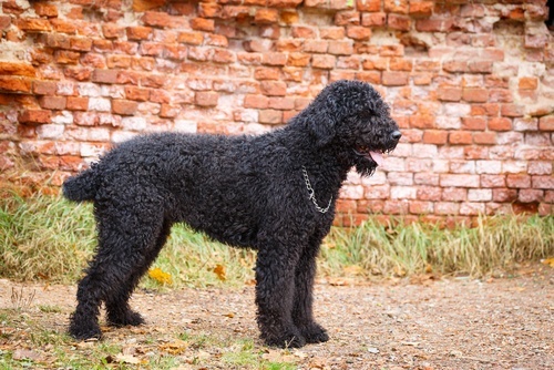 Black-russian-terrier