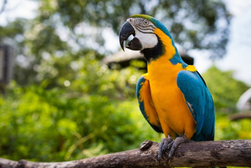 Blue-and-Gold Macaw: Info, Traits, History, & Care (With Pictures) |  PangoVet