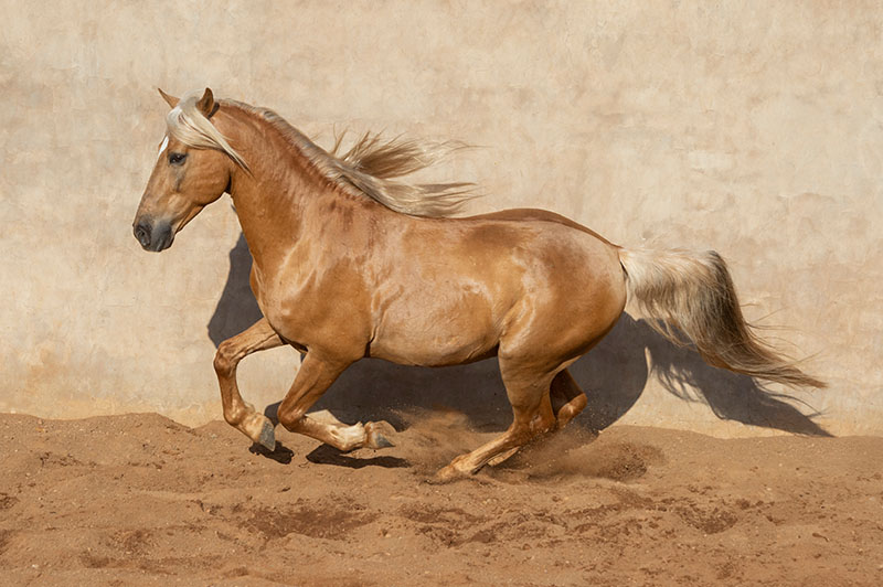 Boerperd stallion