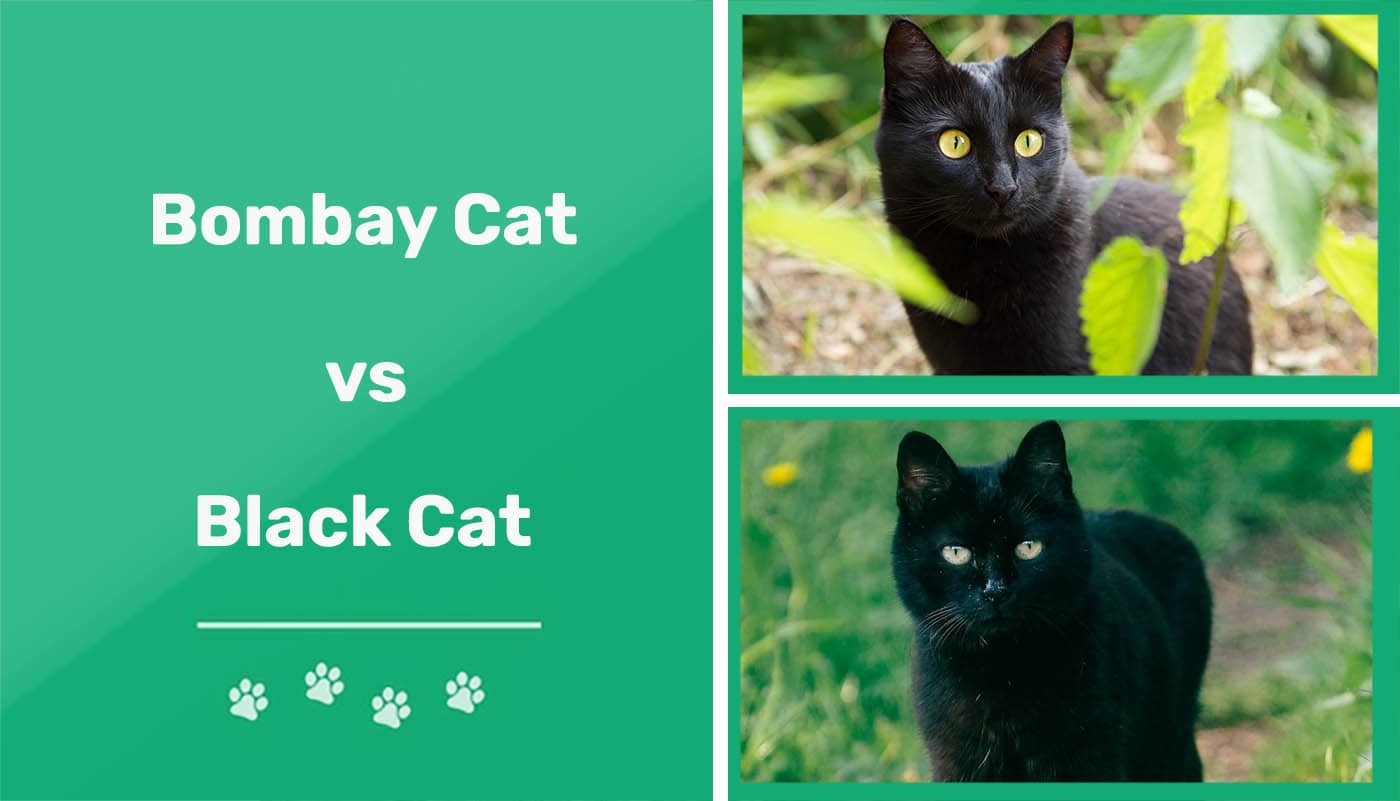Bombay Cats vs Black Cats The Differences (With Pictures) PangoVet