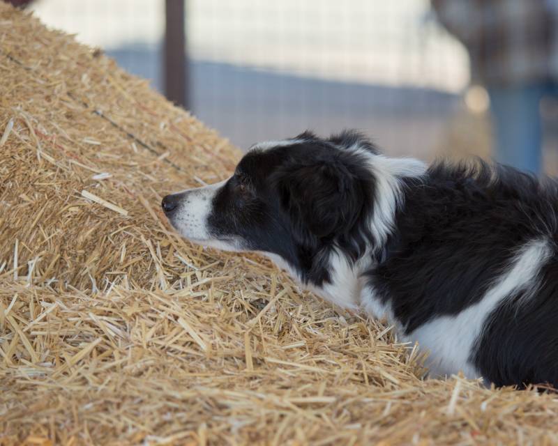 Border Collie dog checking the straw for a rat during a hunt game