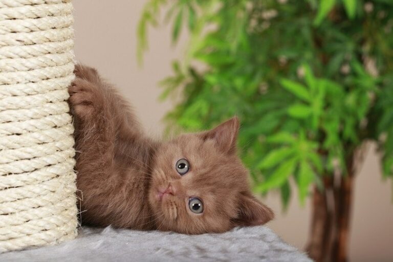 how-long-can-i-leave-my-kitten-home-alone-vet-reviewed-facts-pangovet