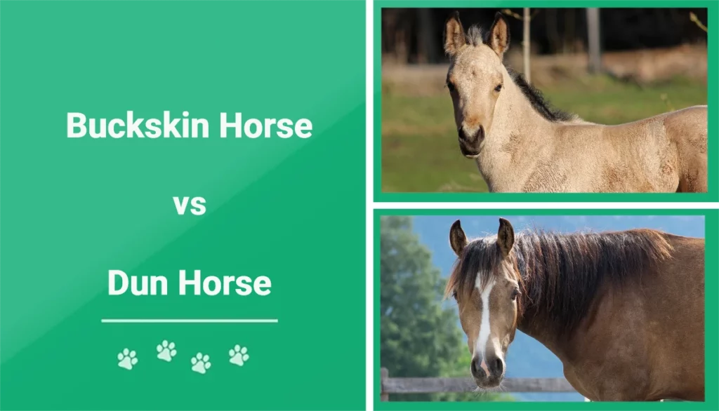 Buckskin vs Dun Horse: Differences Explained (With Pictures) | PangoVet