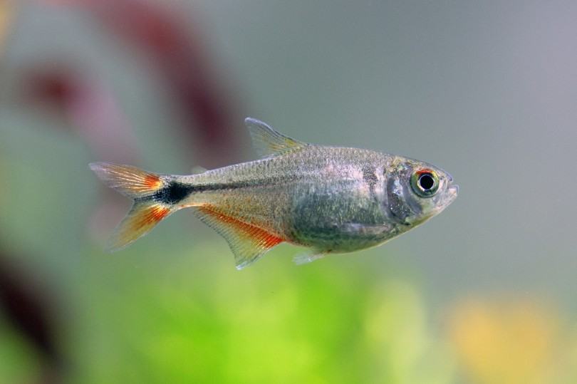 25 Popular Types Of Tetras In 2024 (with Pictures) 