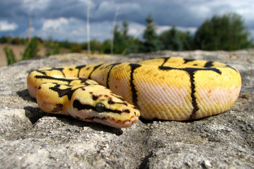 12 Rarest Ball Python Morphs (With Pictures) | PangoVet