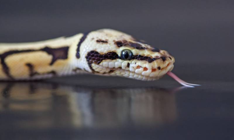 Killer Bee Ball Python