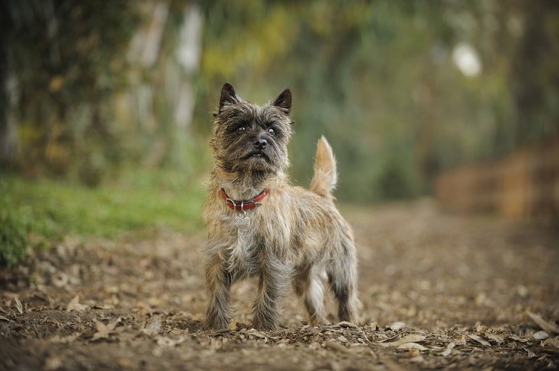 Cairn Terrier_everydoghasastory_Shutterstock