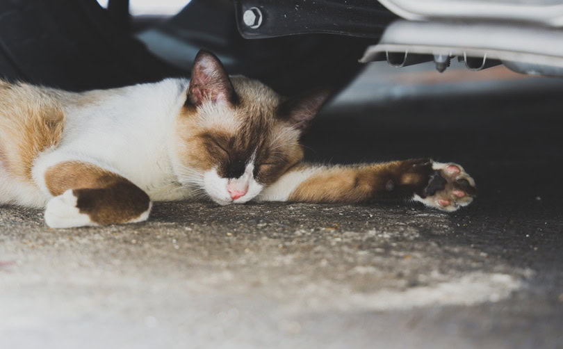 Cat Suddenly Sleeping in Odd Places? 5 VetApproved Reasons Why PangoVet
